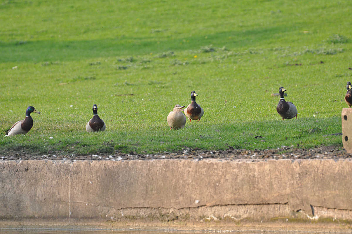 One loan female pursued by five male mallard ducks.