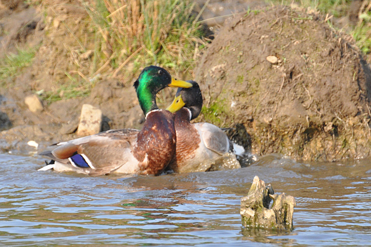 The males come to blows - chest to chest shoving is typical aggressive behaviour in both male and female mallard ducks.