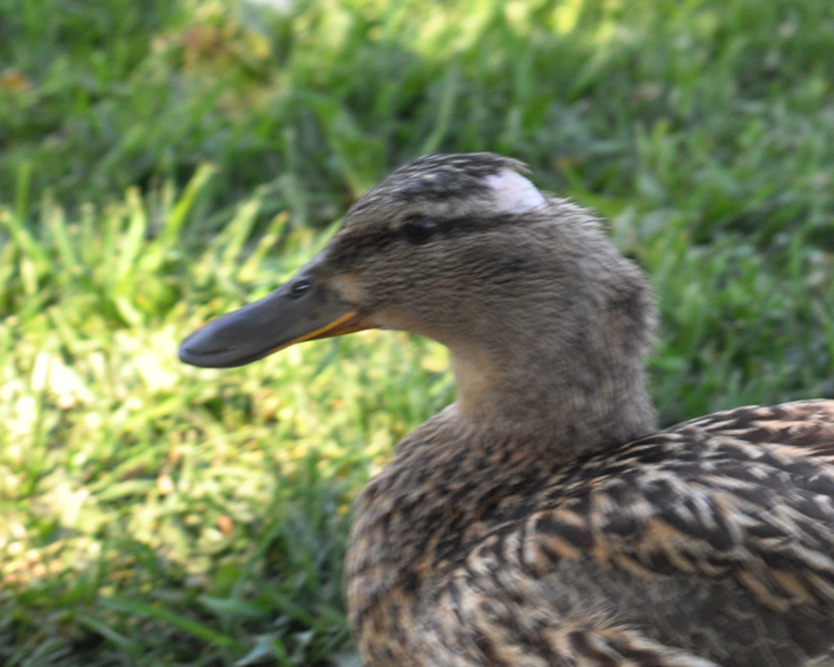 Female mallard showing bald patch from males grabbing onto her neck