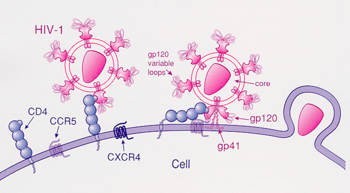 Diagram showing the attachment of HIV. This cannot occur without the correct CCR5 receptors.