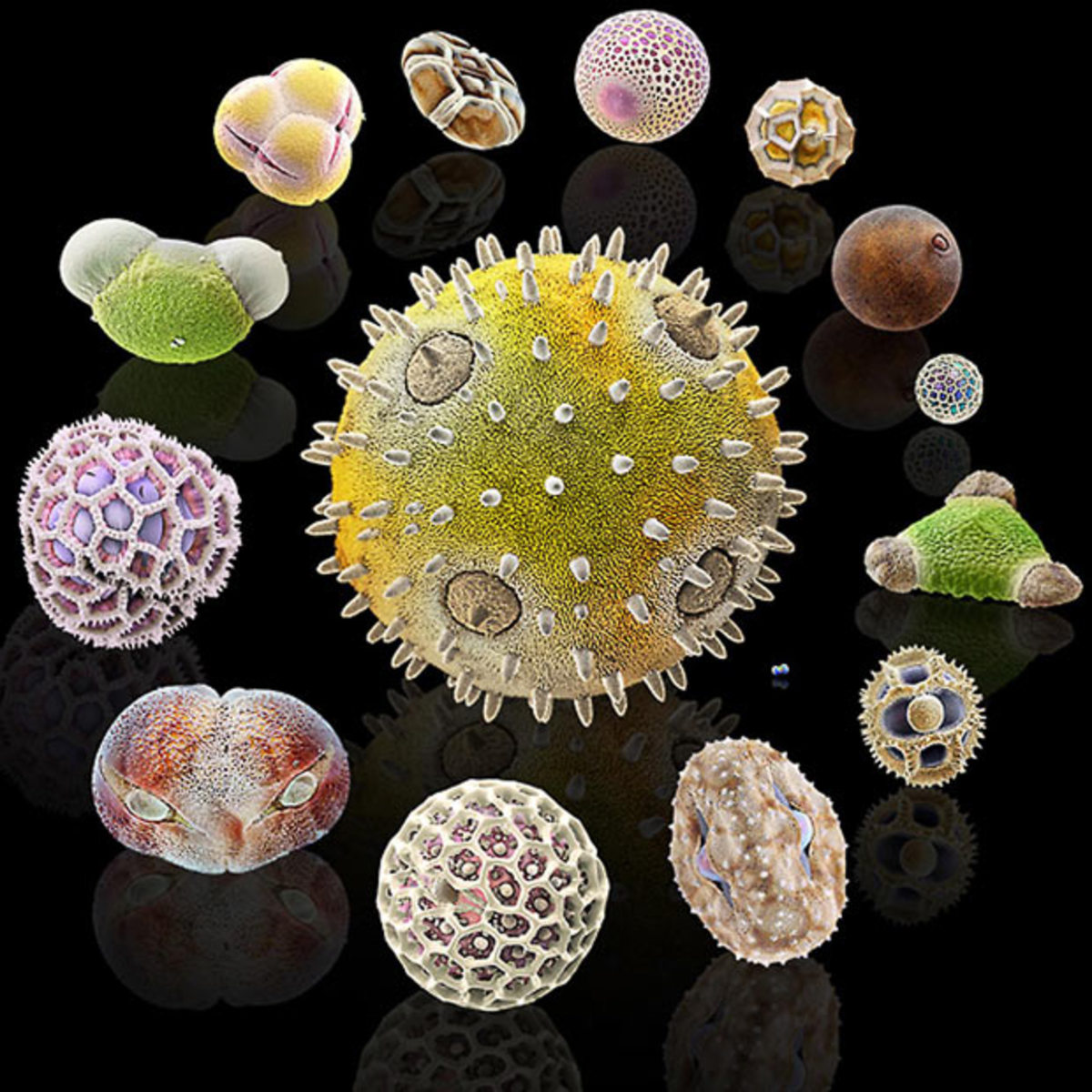 Different sizes and colors of pollen