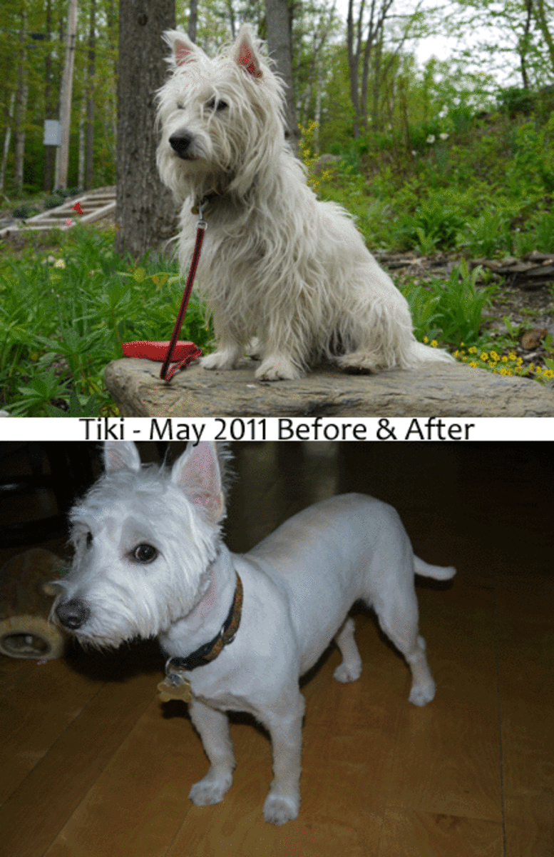 Poor doggie. Look how regal he feels in the before picture.  Now he looks a little ridiculous but at least he'll be cool this summer and we can check for ticks better. Photo credit: Edward M. Fielding