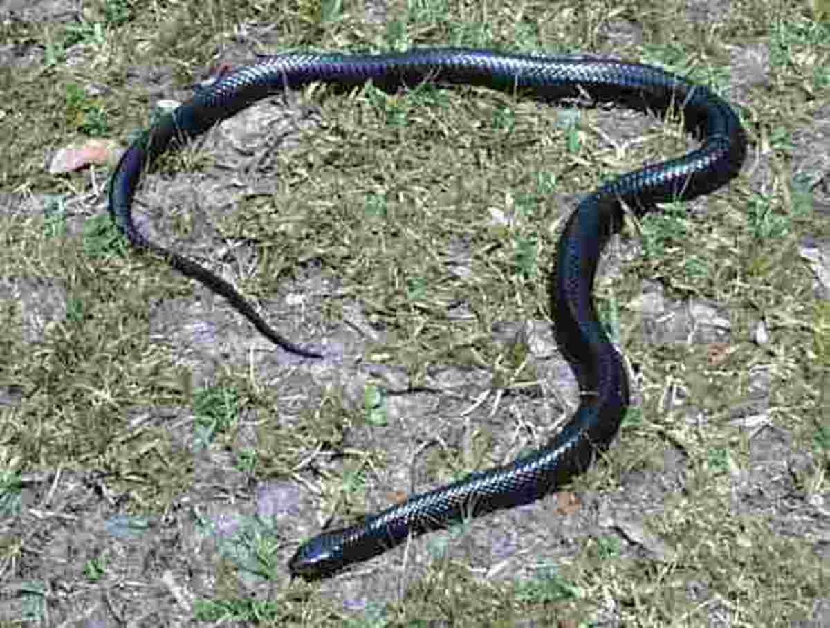 the-king-snake-or-rat-snake