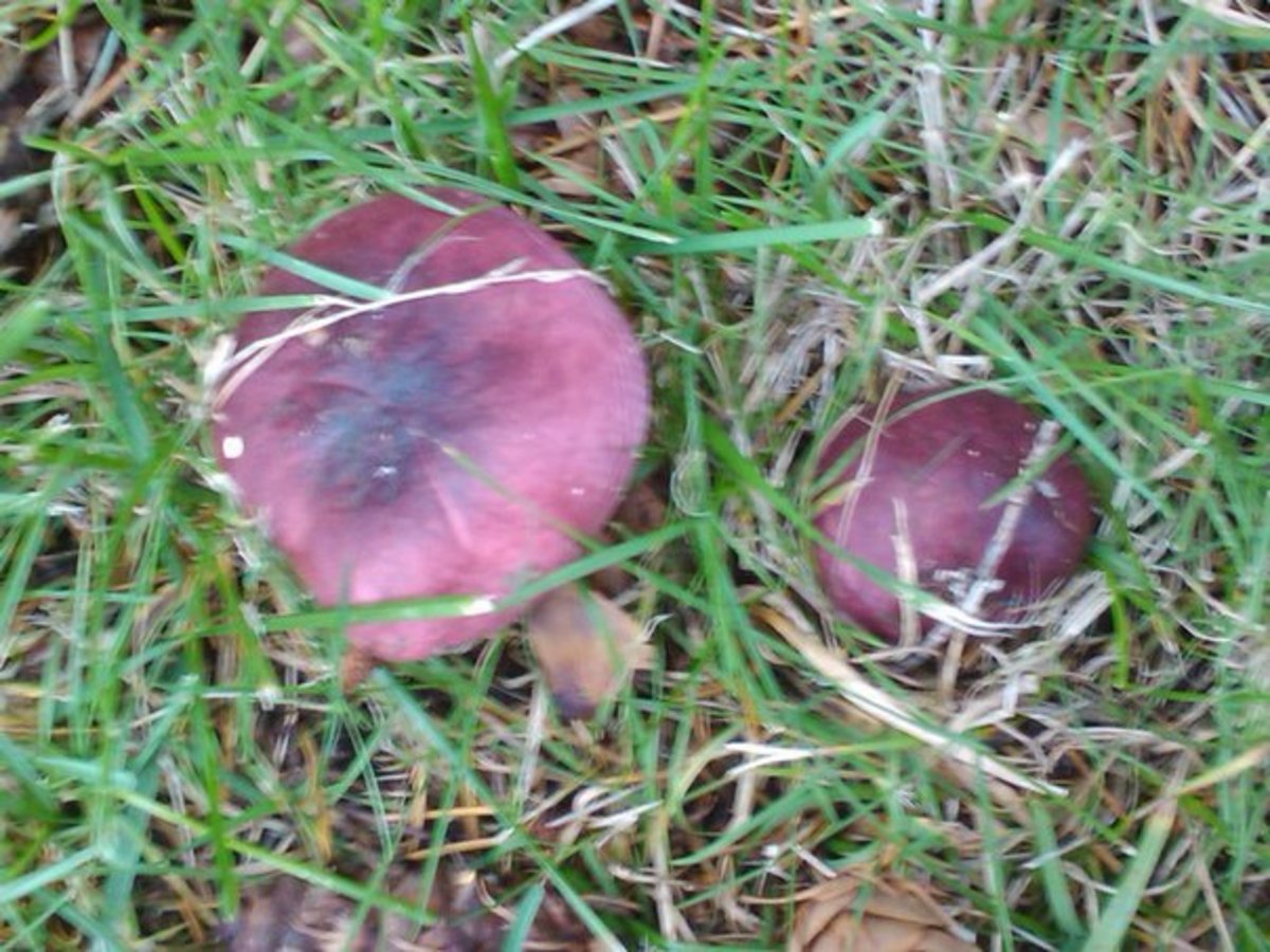 I took this picture a few years ago while walking my dog. Still not sure exactly which genus of mushroom it belongs to, but the bright purple color tells me one thing, these are poisonous. 