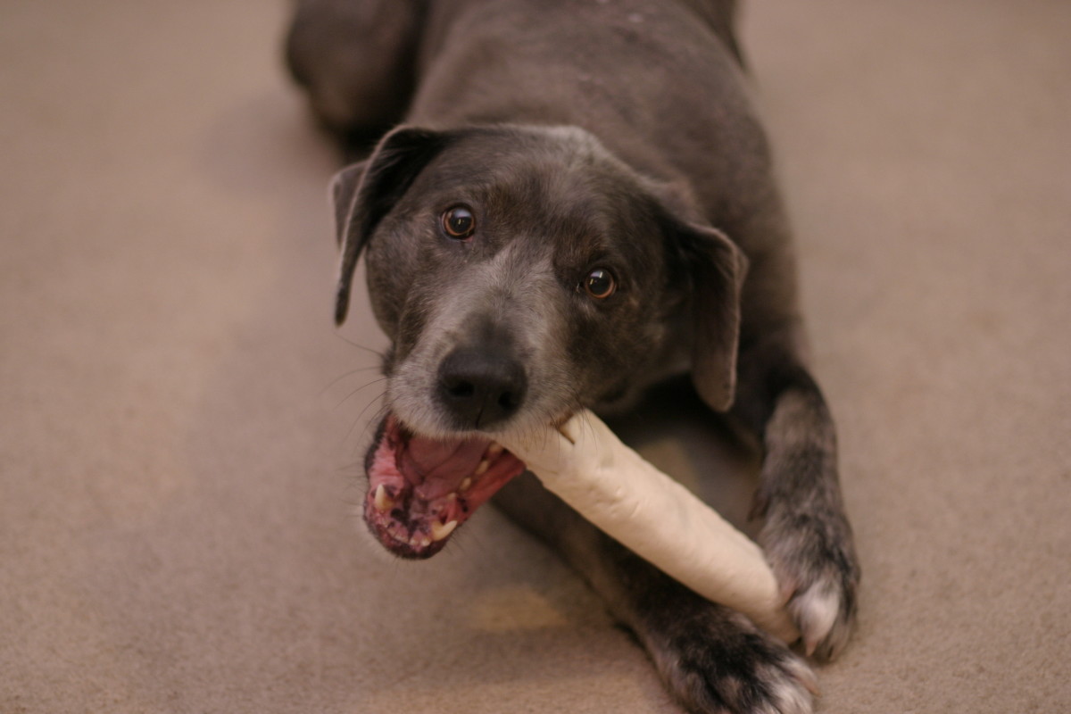 Rawhide chews are an extremely popular type of dog treat—but are they safe?