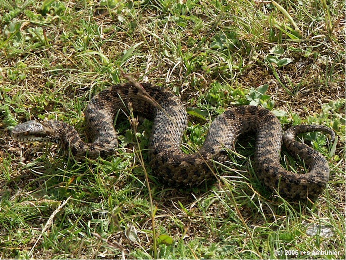 Ohia Snakes