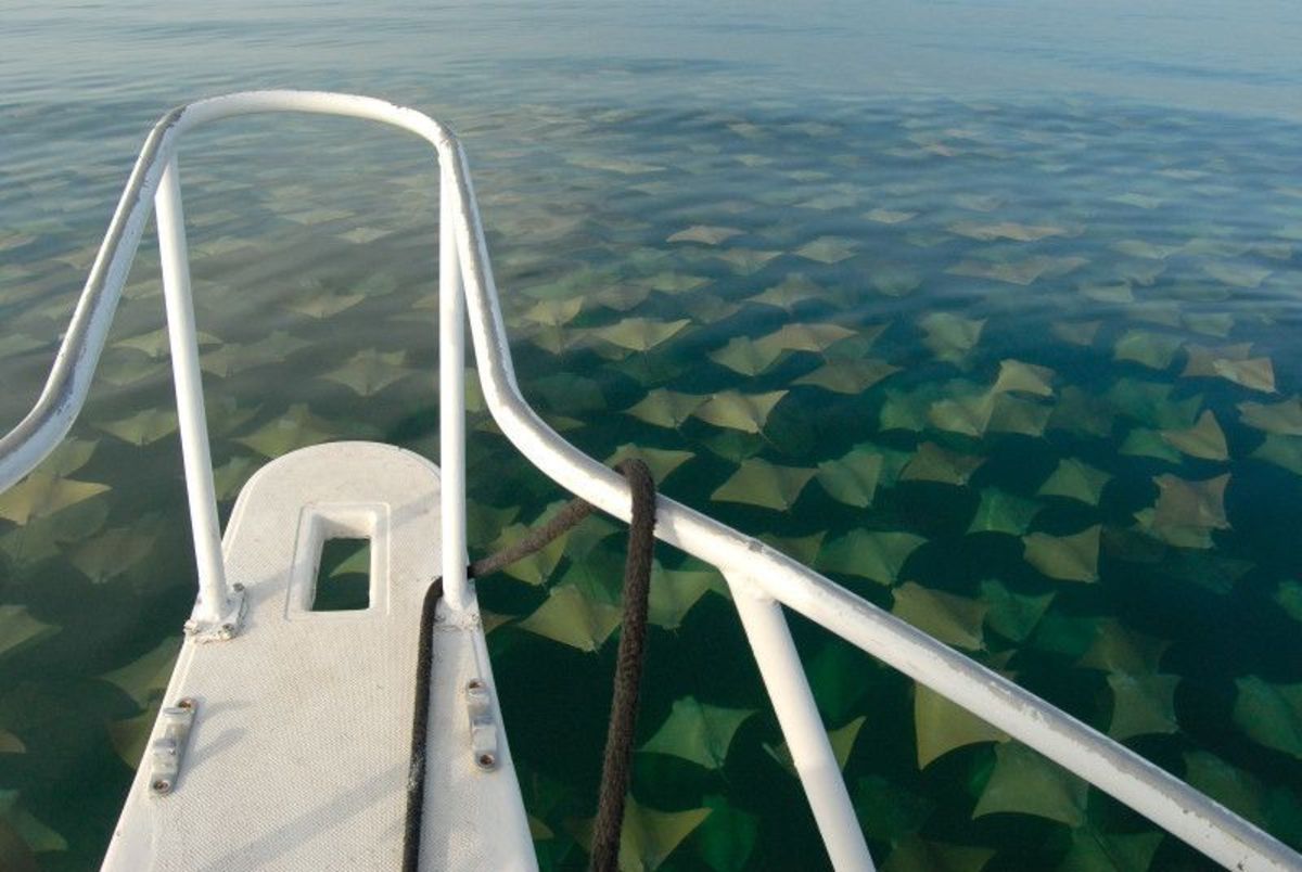 Sea of Sting Rays