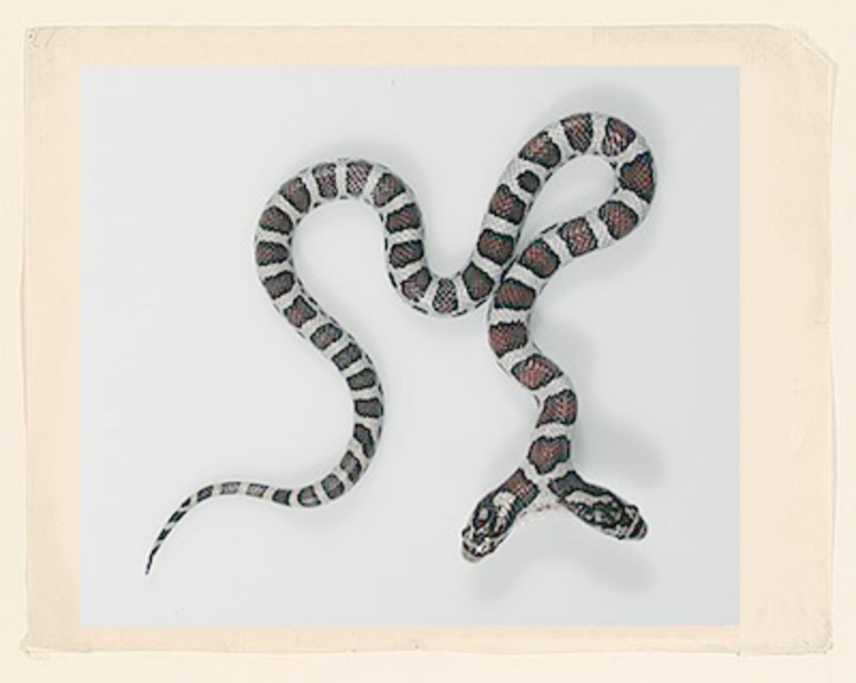 two-headed-snakes