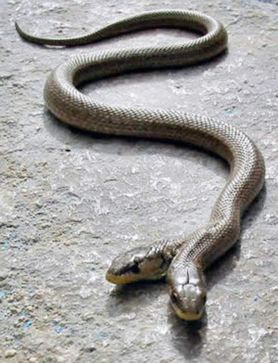 Amazing Two Headed Snake
