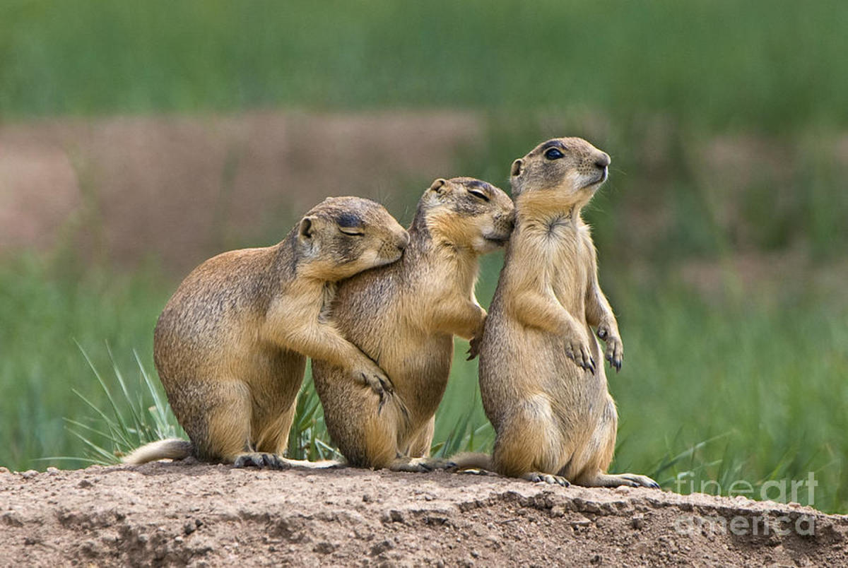 facts-about-the-utah-prairie-dog