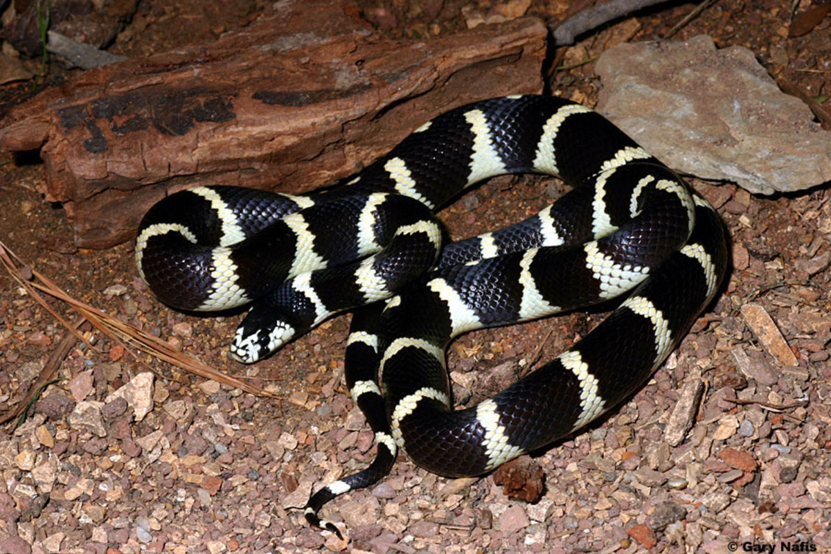 So You Want A Snake For A Pet, Choosing A Pet Snake