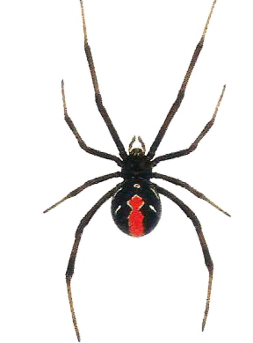 How To Treat Australian Redback Spider Bites - Symptoms Of Spider Bites