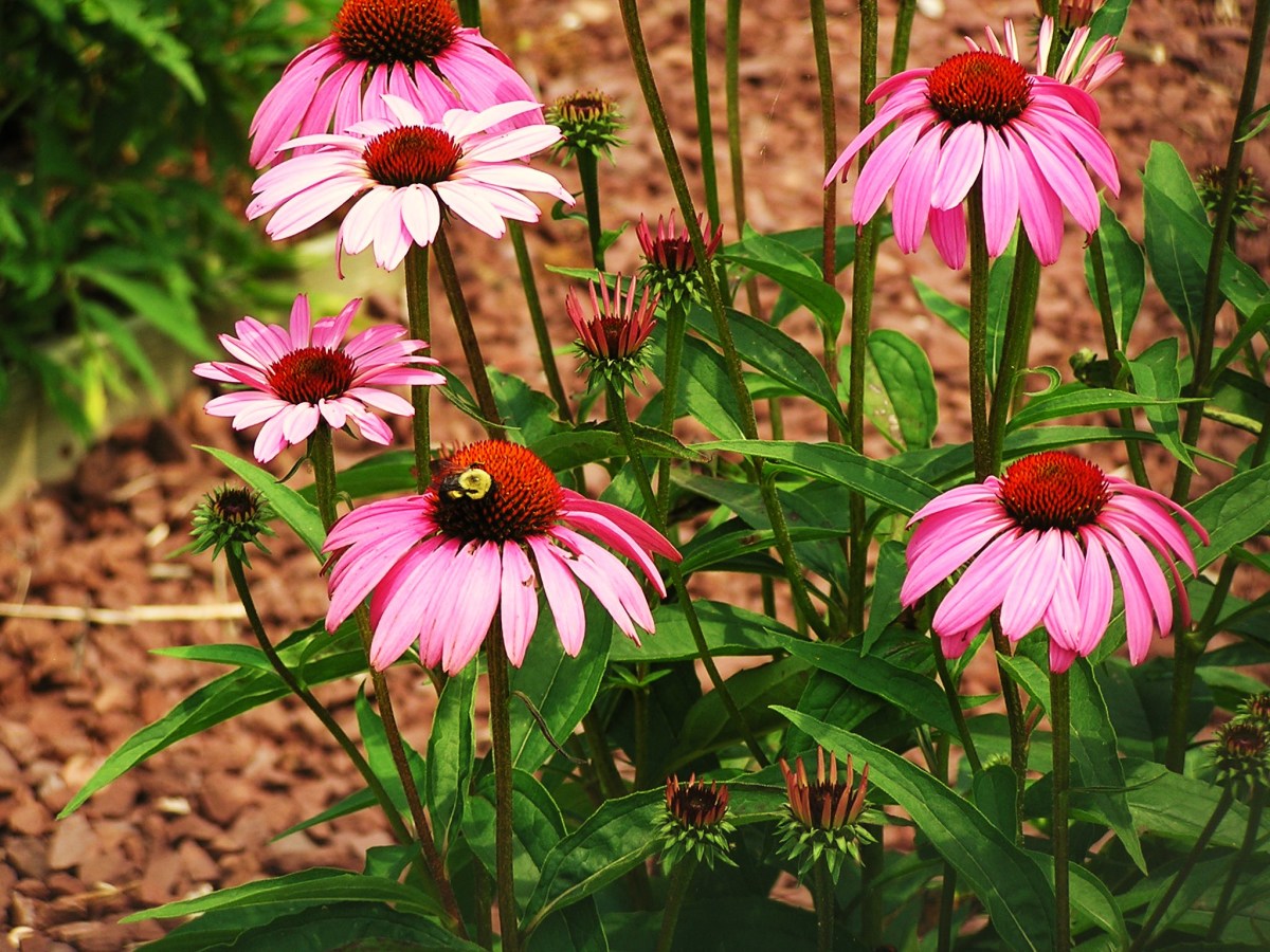 Echinacea - Purple Coneflower And A Busy Bee