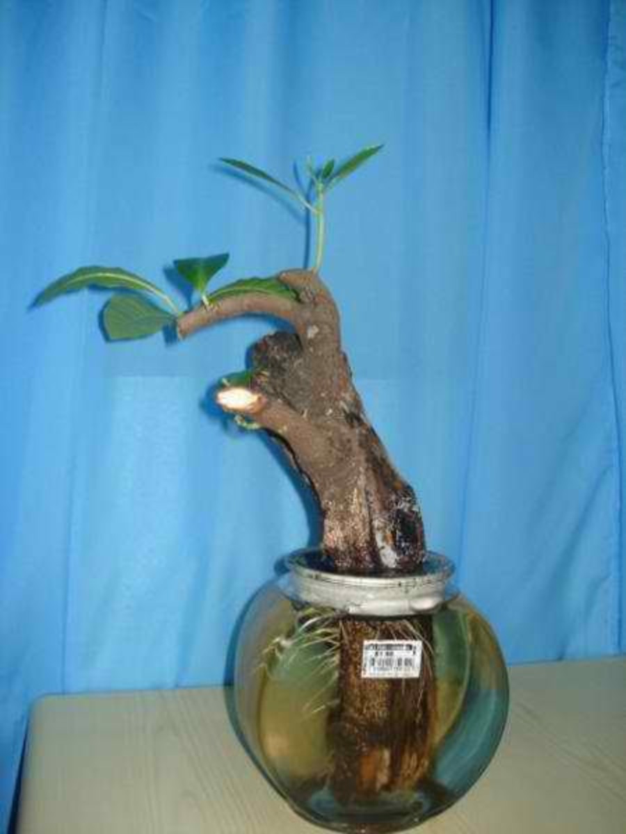 Do-It-Yourself (DIY) Project by Travel Man #5 - Water Bonsai