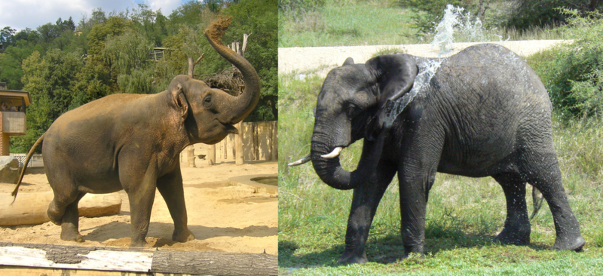 Asian Elephant (l) African Elephant (r)
