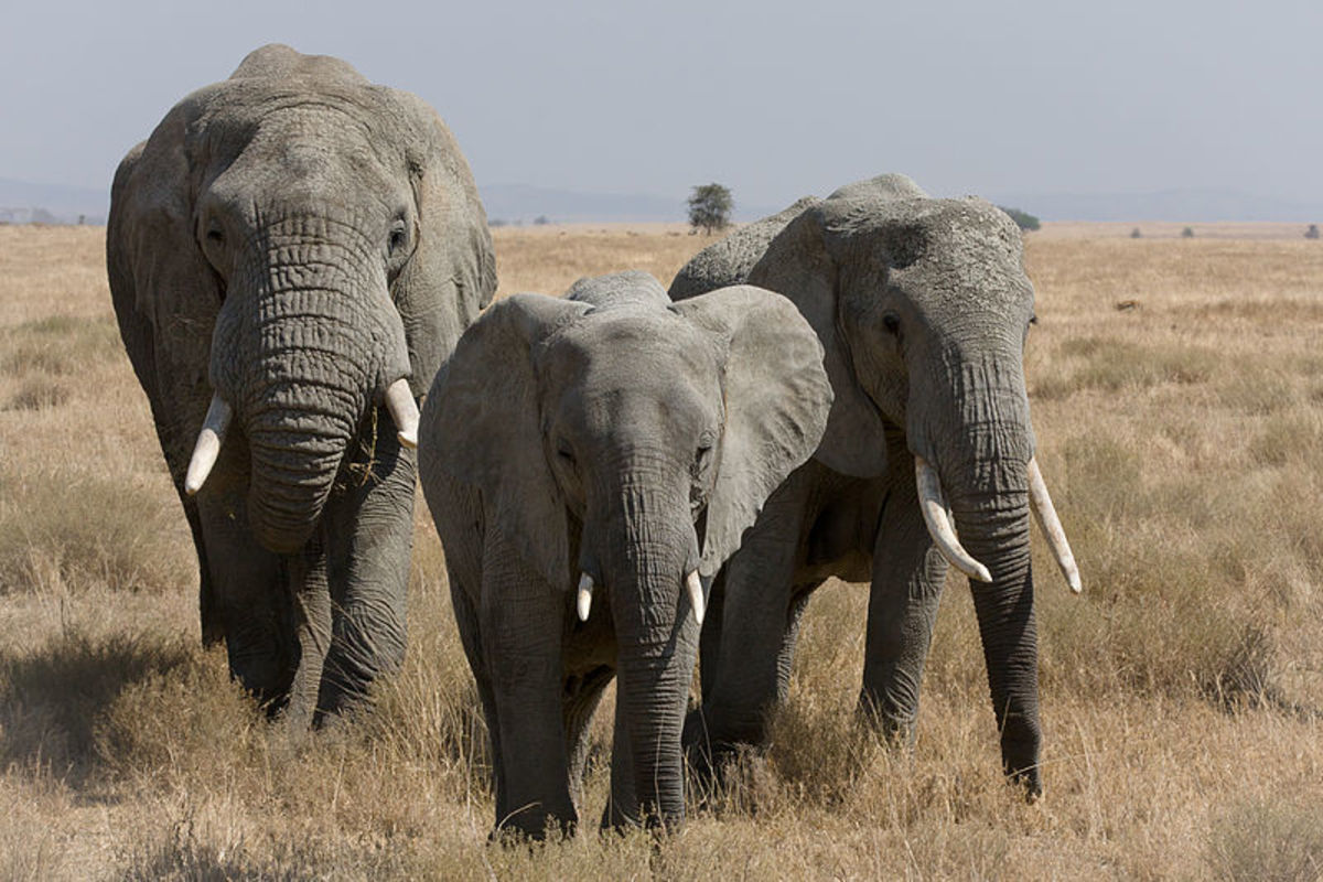 Three African Bush Elephants
