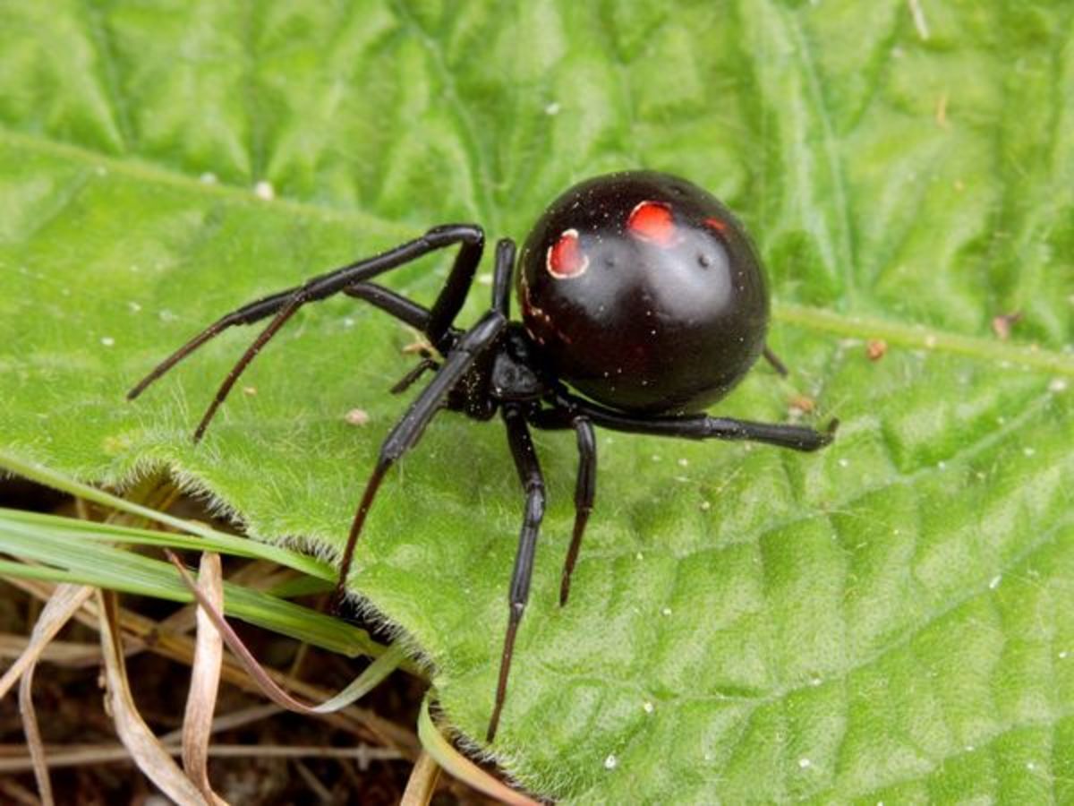 Spider Photos:- Black Widow Spider