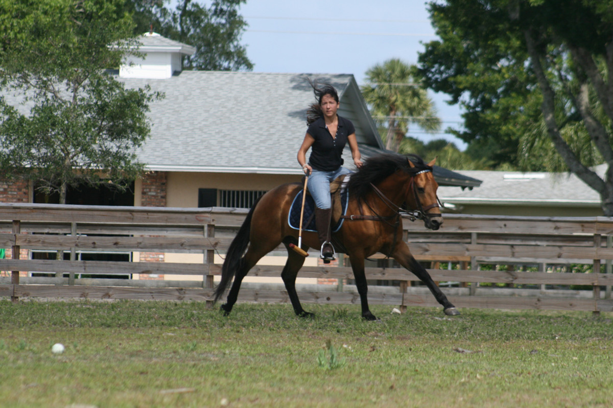 different-types-of-horse-disciplines-hubpages