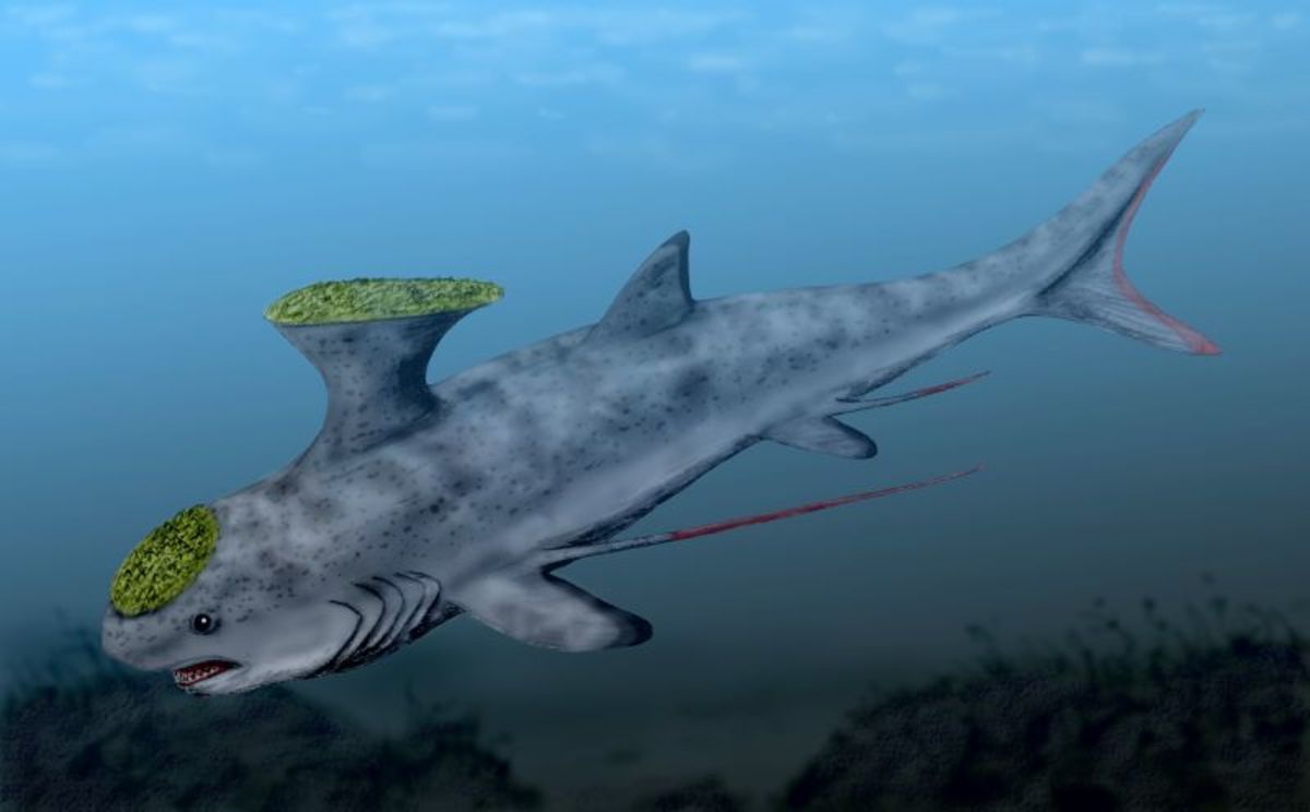 Sharks Prehistoric Sharks Interesting Info and Pictures HubPages