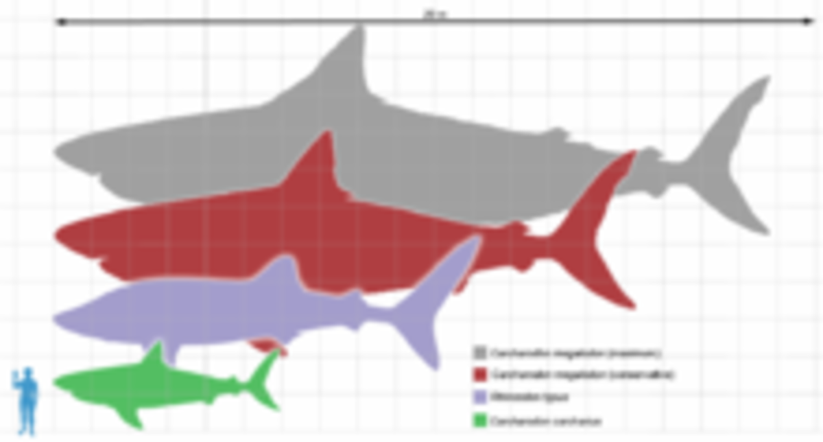 Scale to show you the size comparisons. Great White is in green, Whale Shark is in Violet, and red and gray are Megalodons!
