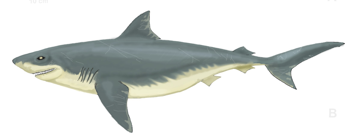 shark-week-prehistoric-sharks-info-and-pictures-megalodon-ptychodus