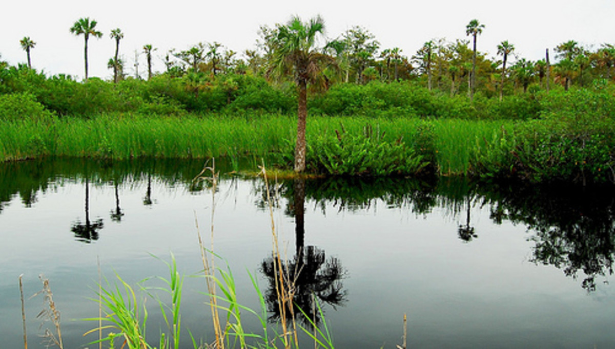 A portion of the Everglades.