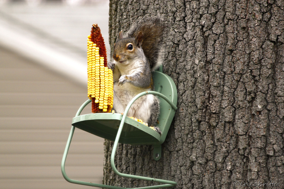 Squirrel  chair