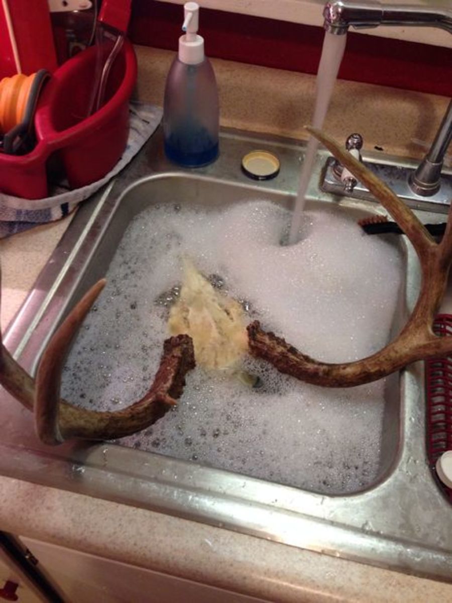 How To Clean A Skull HubPages