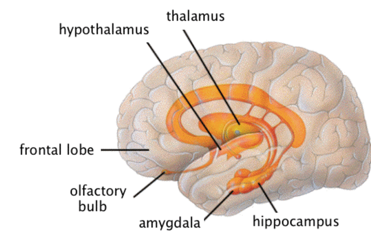 The Human Limbic System: The Brain's Emotional Core
