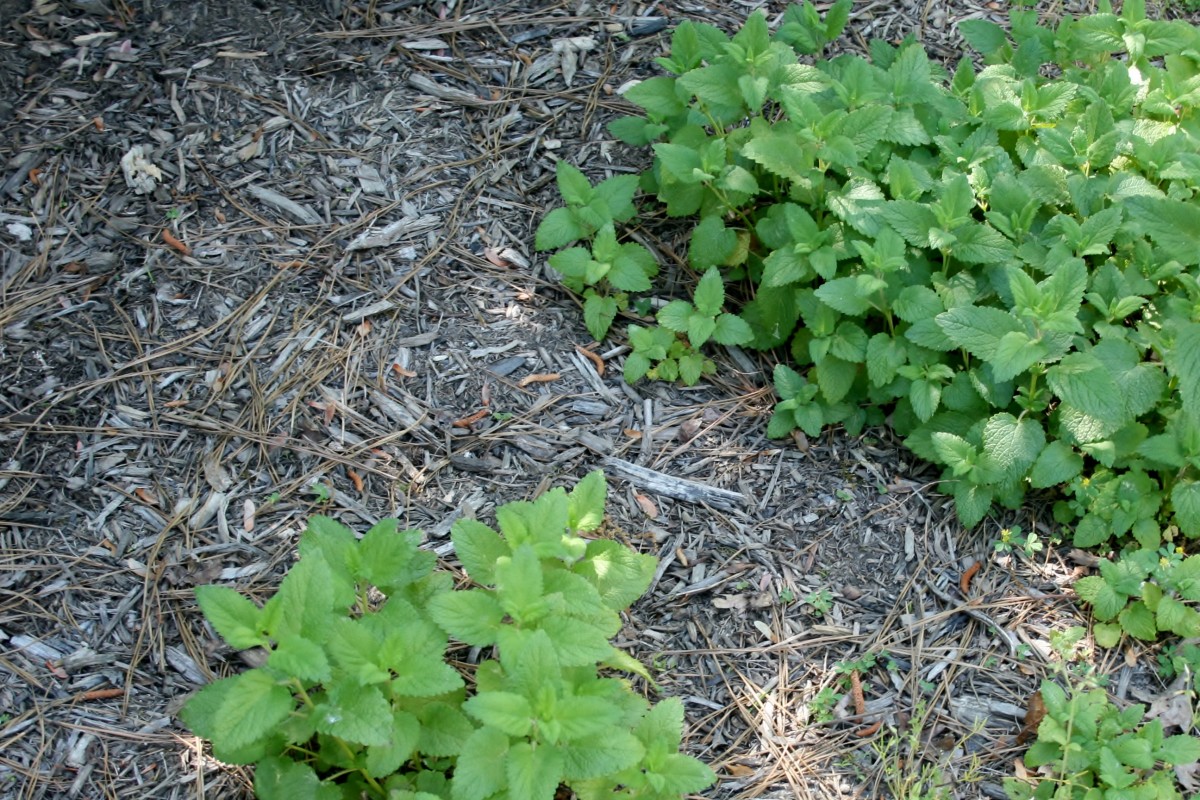 A new patch of lemon balm not far from the original.