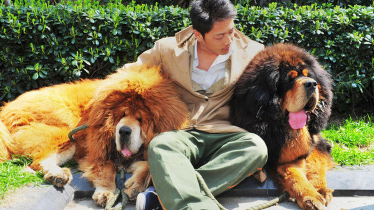 tibetan-mastiff-dog-that-looks-like-a-lion