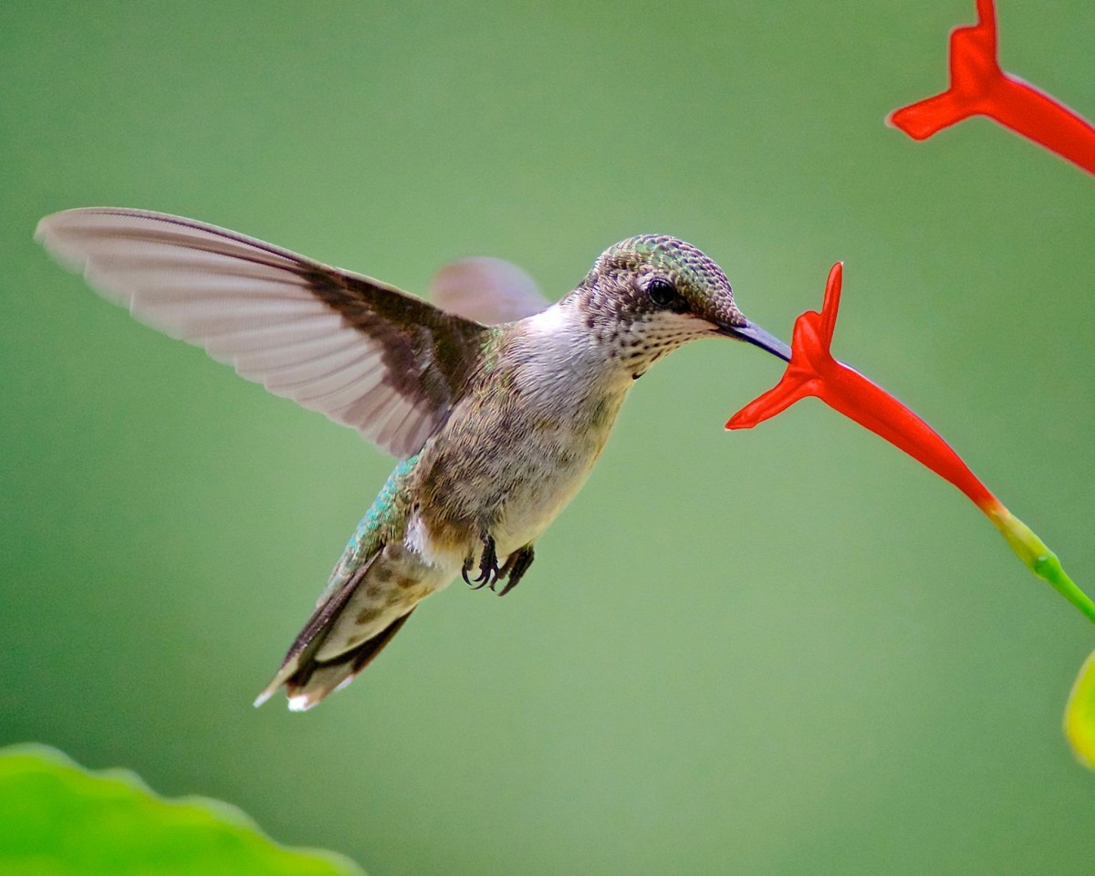 hummingbirds-how-to-attract-them-and-keep-them-returning