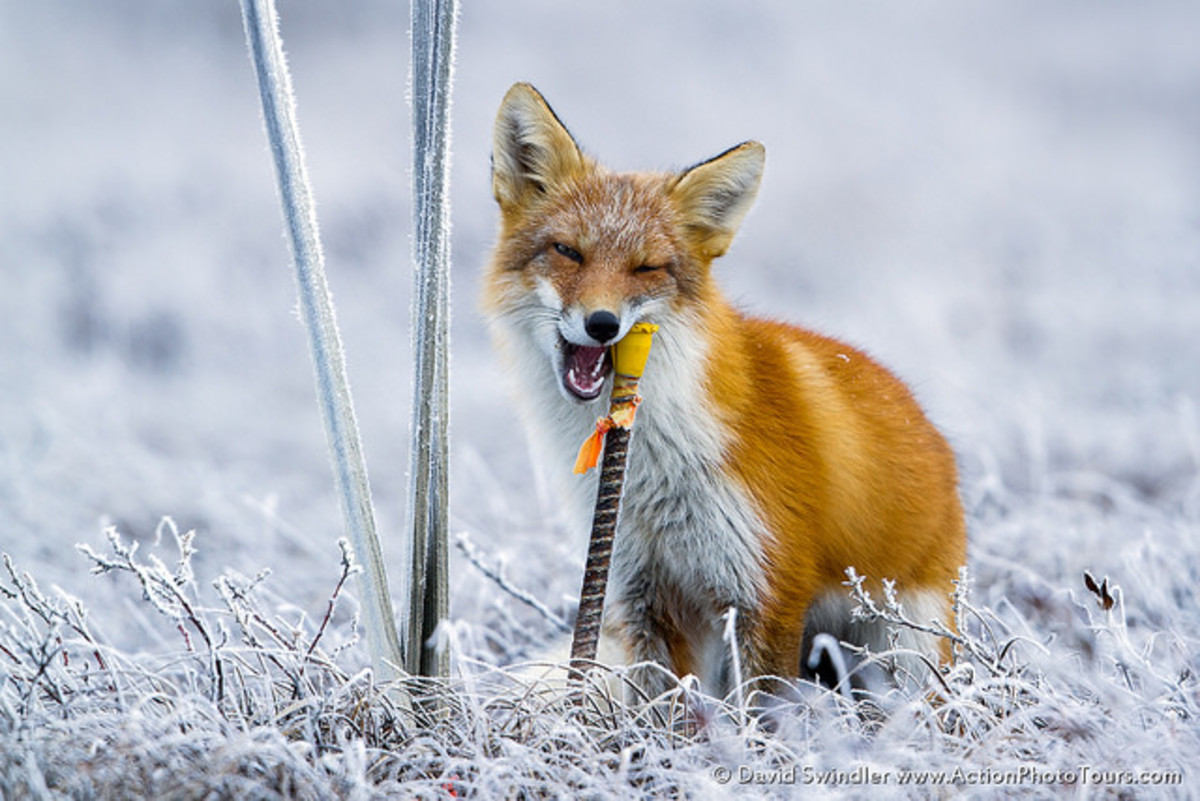 The fox communication