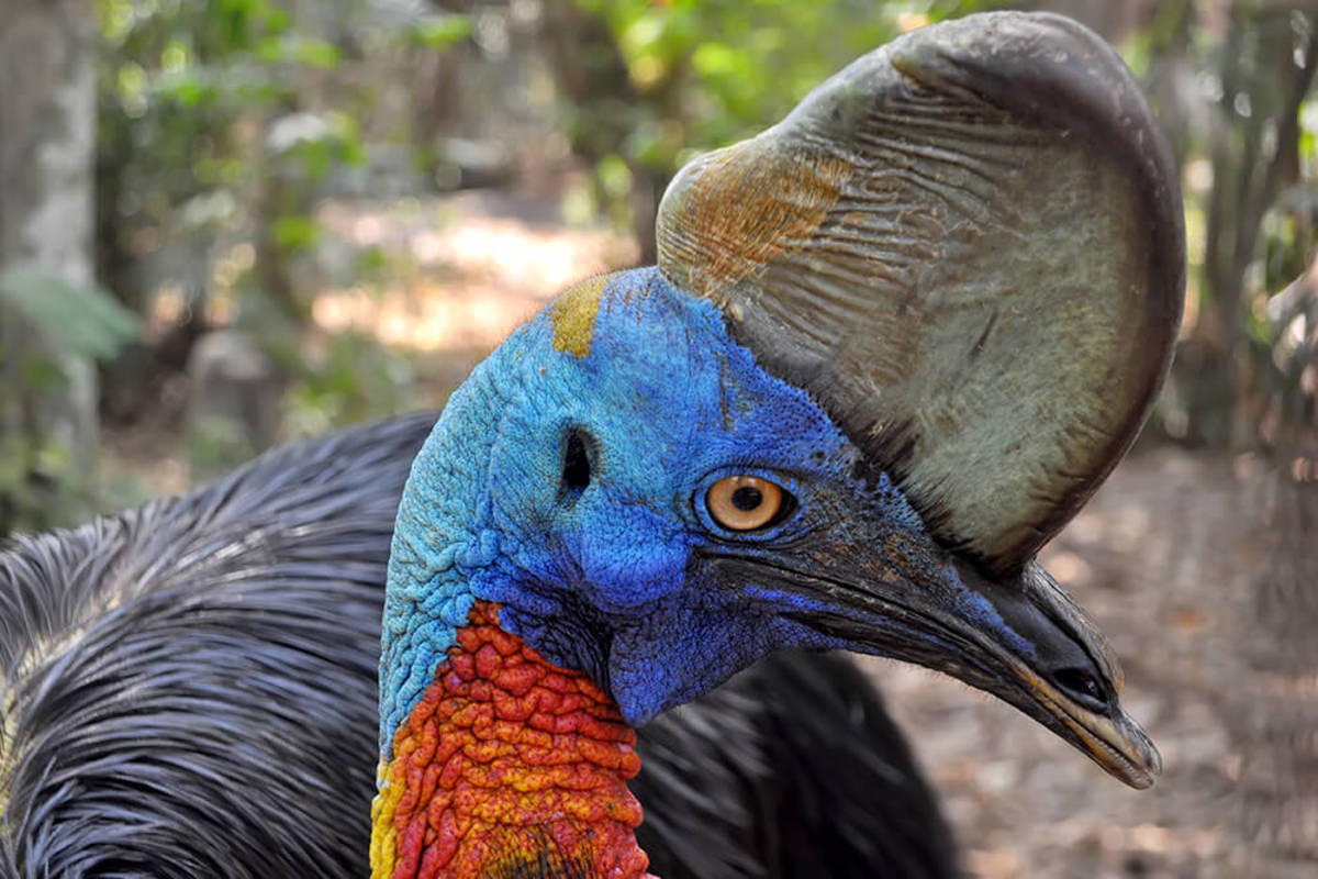 Details of the northern cassowary's head.