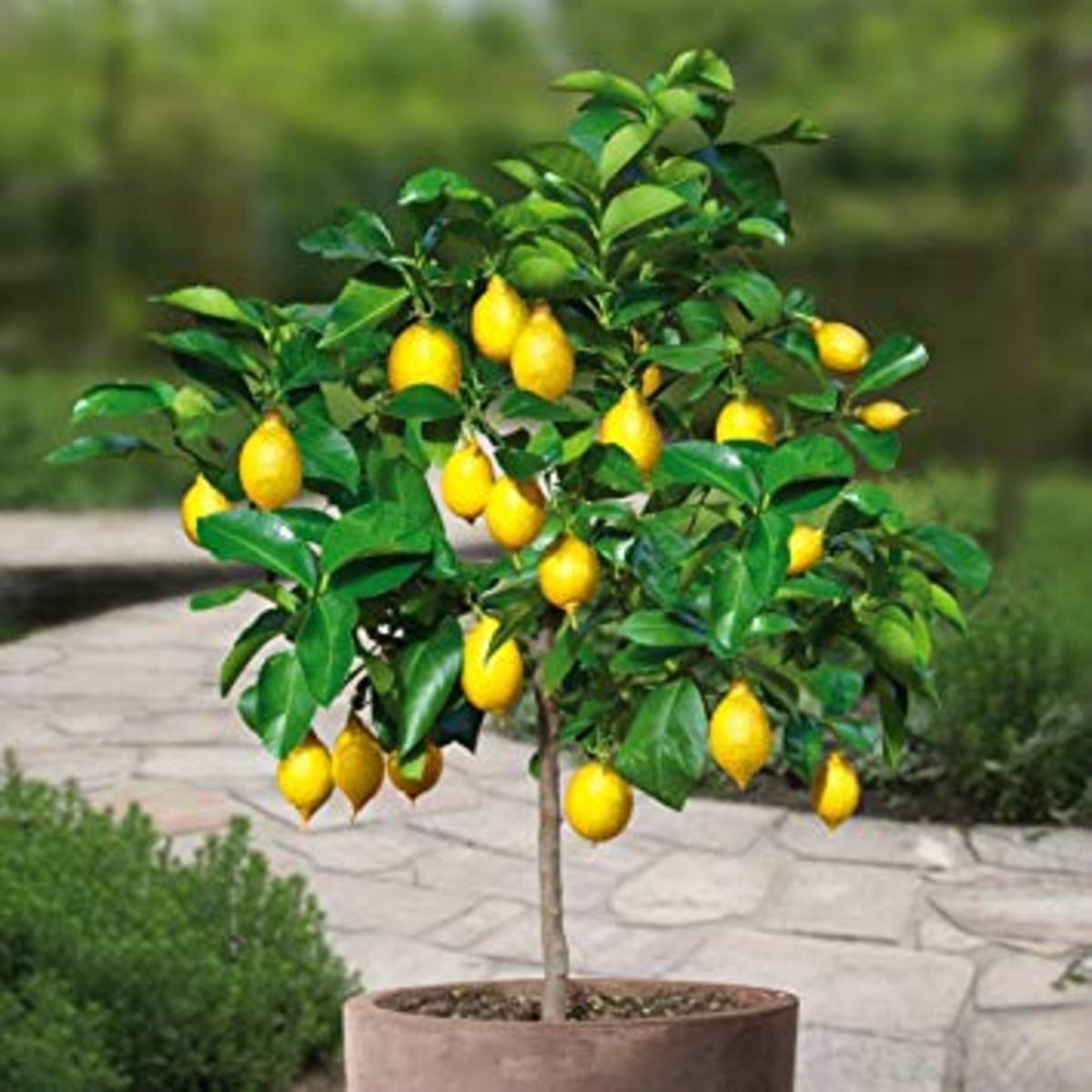Citrus × meyeri, the Meyer lemon, is a hybrid citrus fruit native to China. It is a cross between a citron and a mandarin/pomelo hybrid distinct from the common or bitter oranges. Mature trees are around 6 to 10 ft tall with dark green shiny leaves.