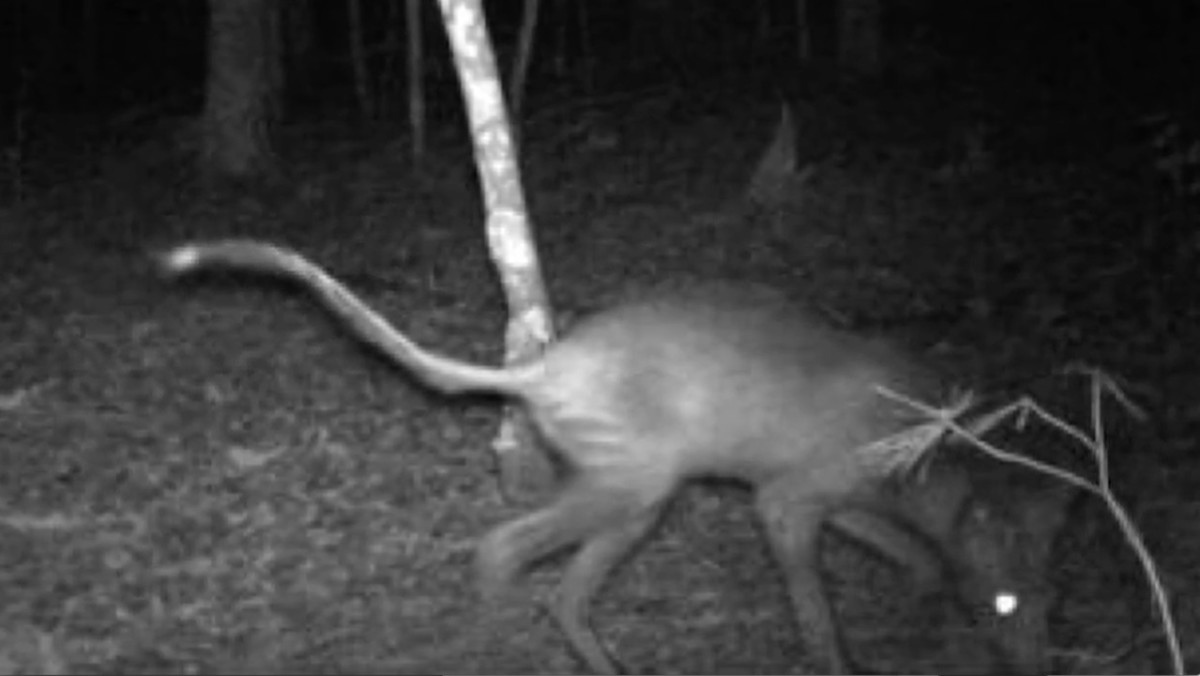 Supposed image of a live chupacabra caught on film in North Carolina