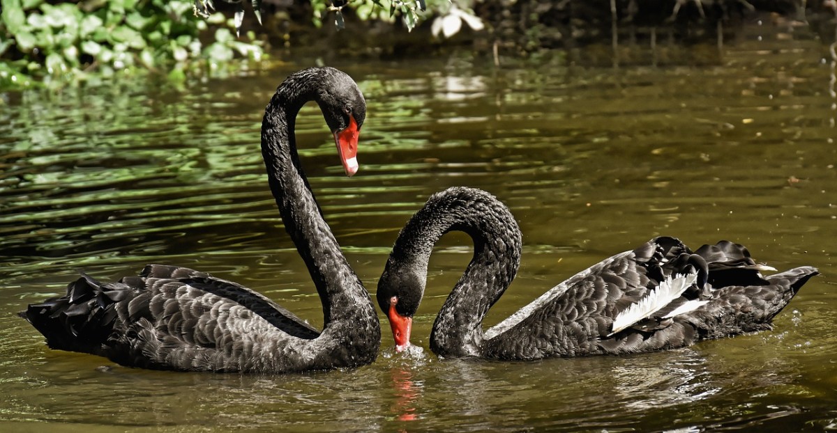 Australian black swans
