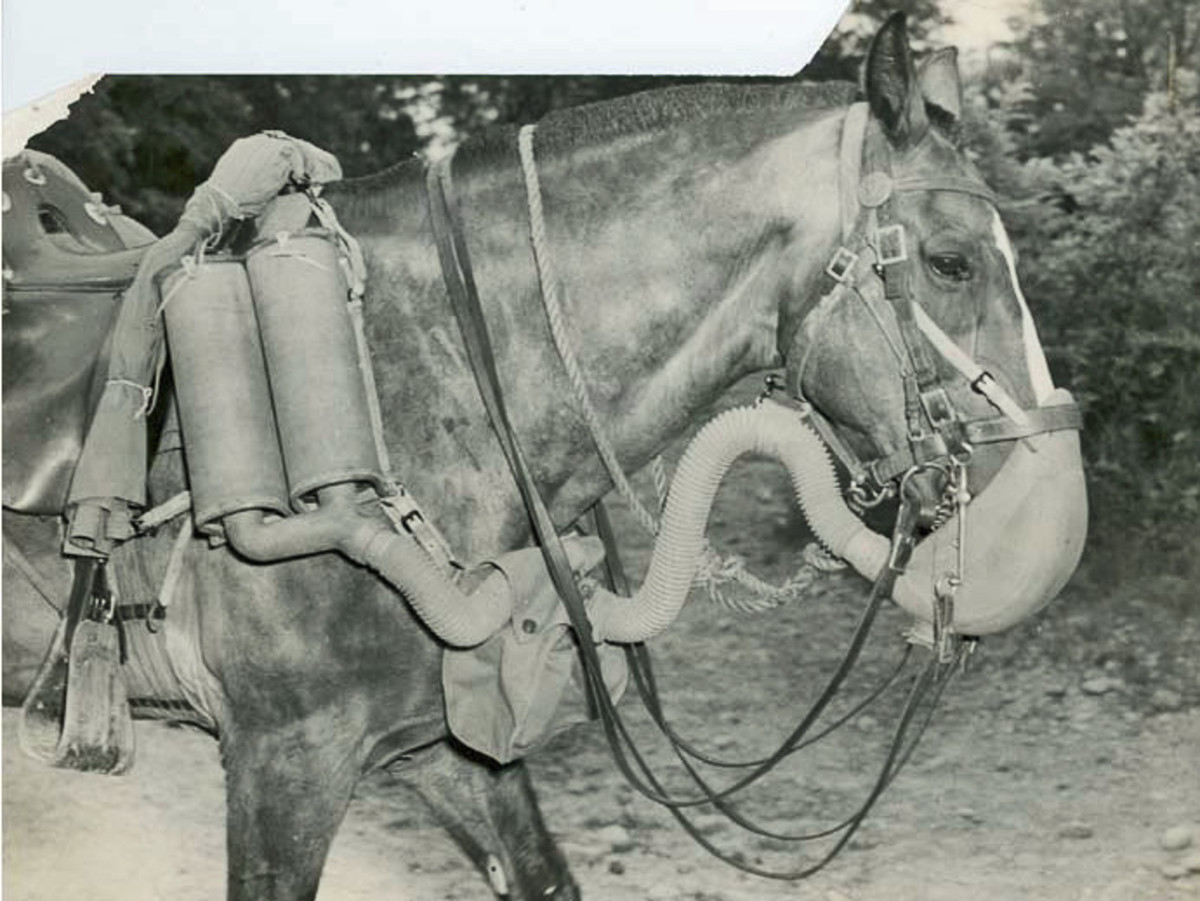 A more sophisticated horse gas mask.