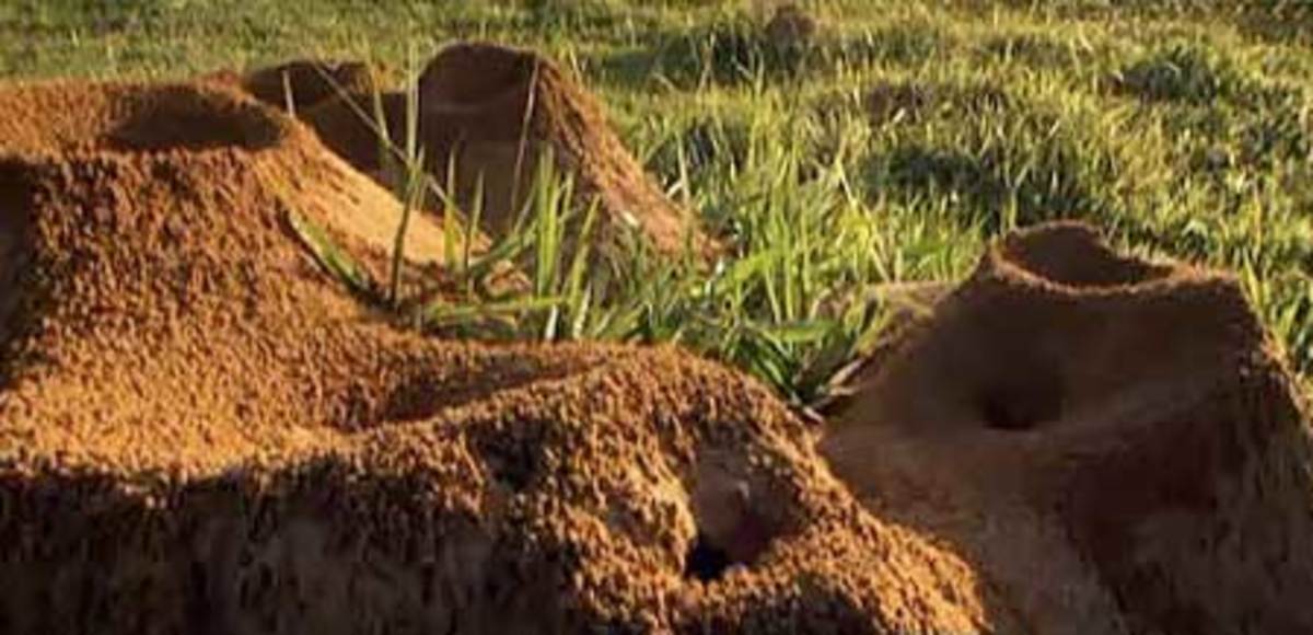 The world's Largest Ant Colony (Amazing Video)