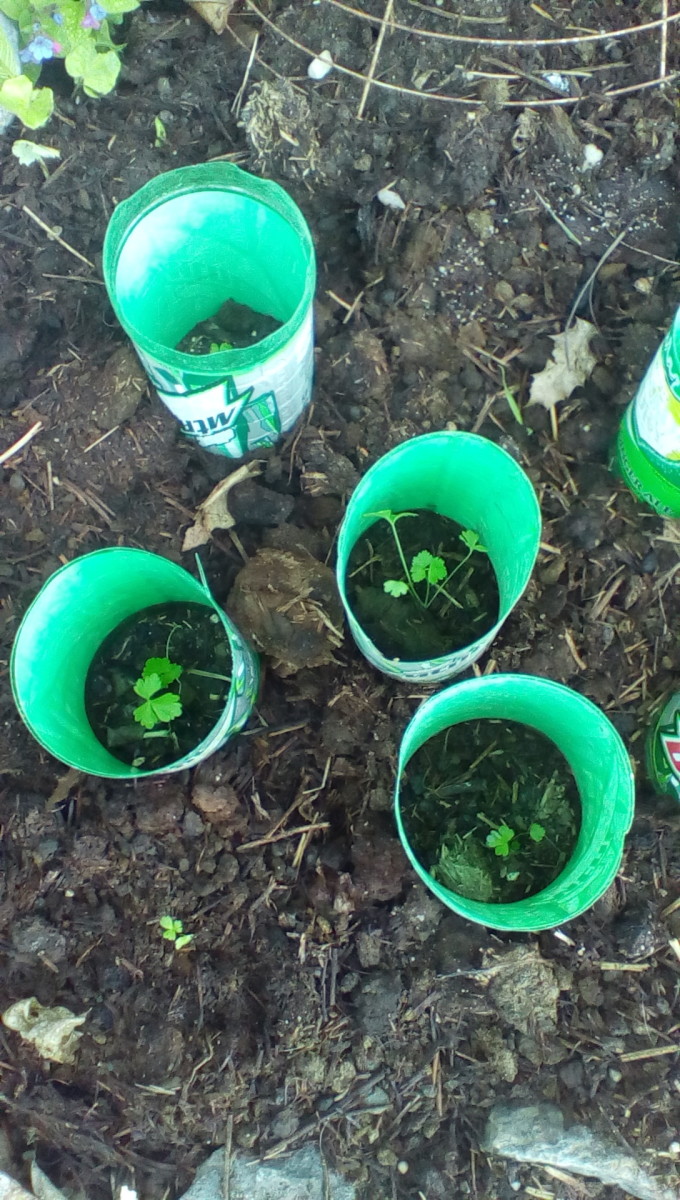 Seedlings Transplanted with Protective Tubes