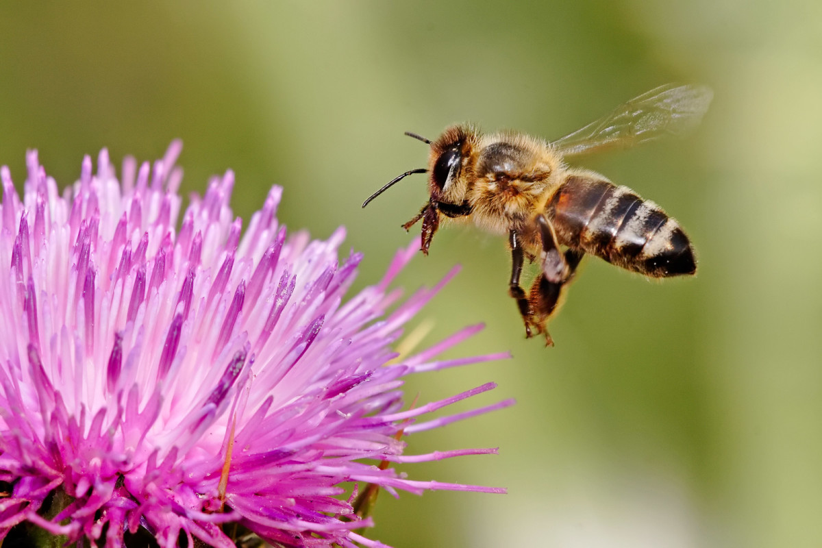 Honeybee landing on milkthistle. Wikipedia