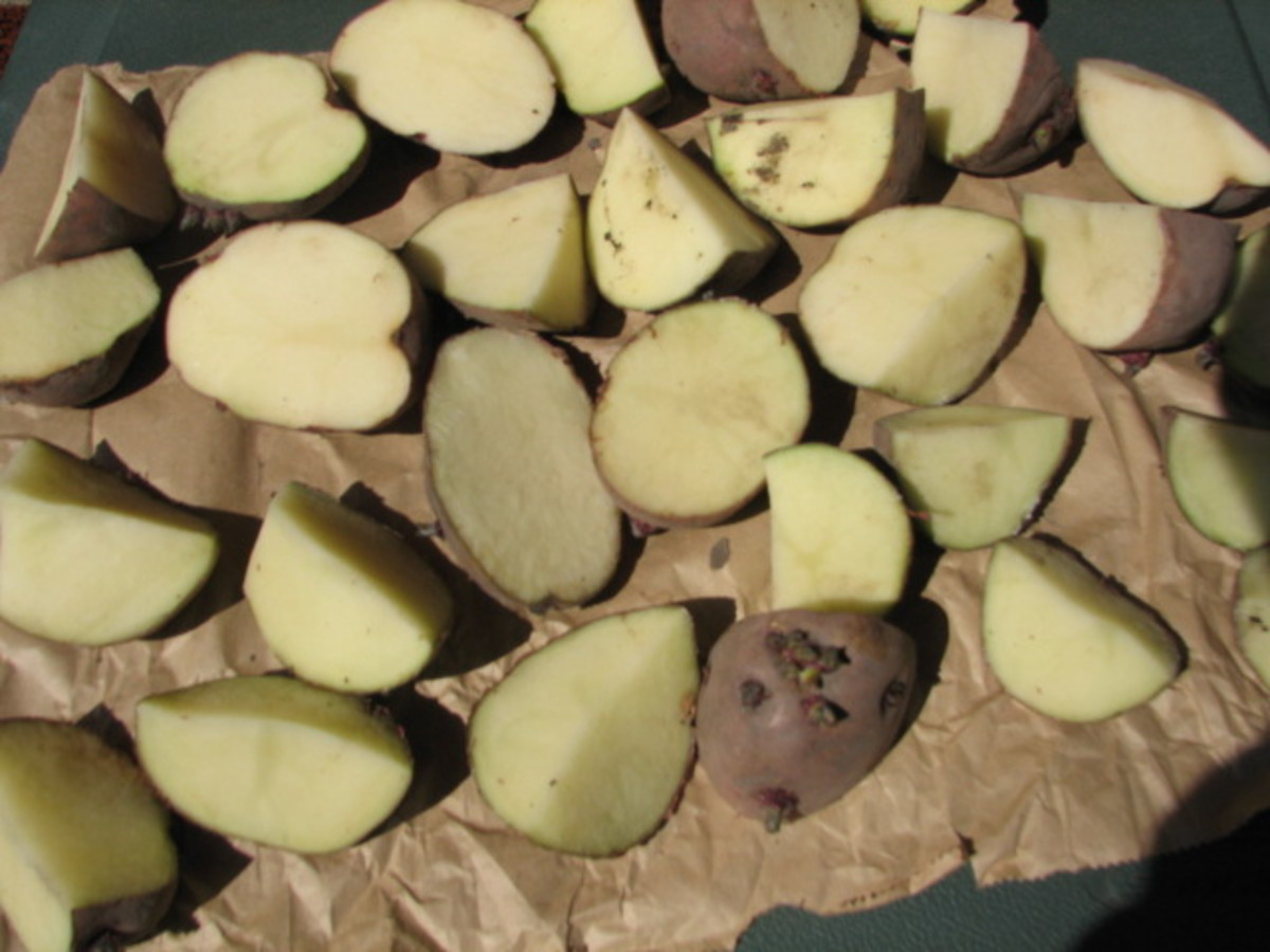 N.W. Indiana Garden Potatoes 