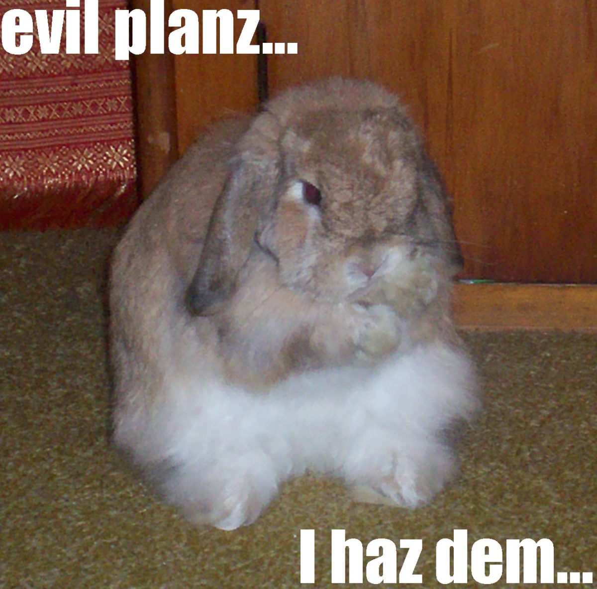 lol-bunnies