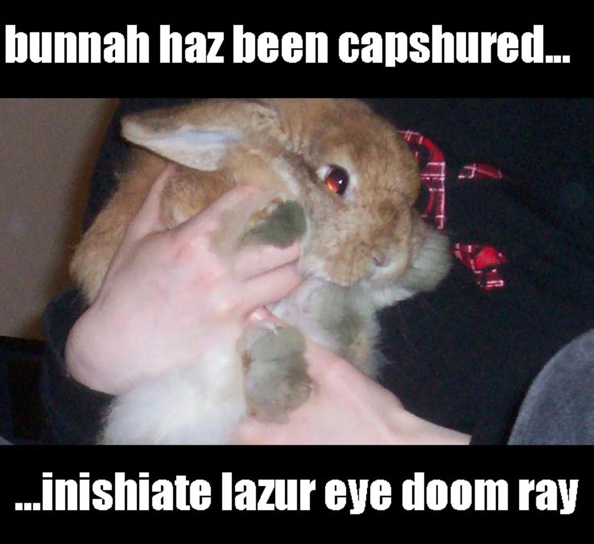 lol-bunnies