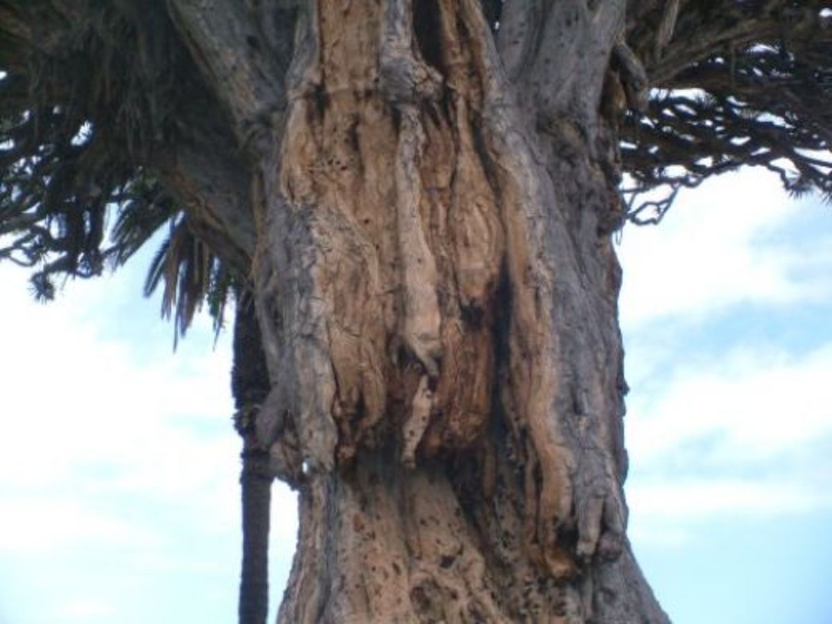 The Dragon Tree of the Canary Islands - a Plant Survivor From Prehistoric Times