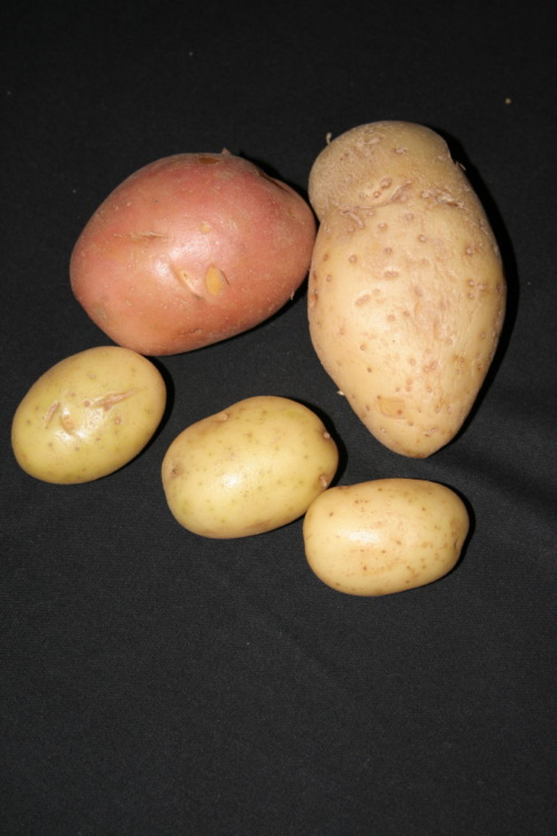 As you can see a potato is a potato