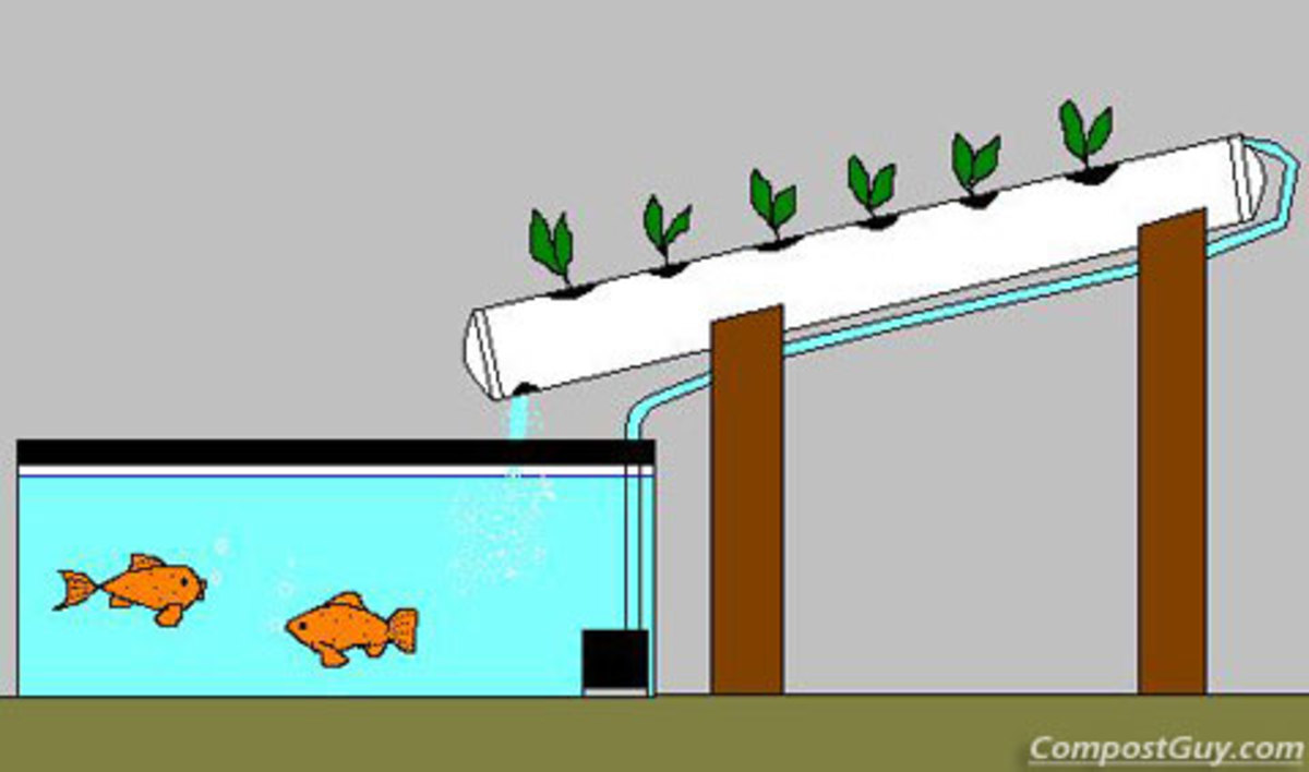 How to make your own Aquaponics System - Affordable and Easy Method