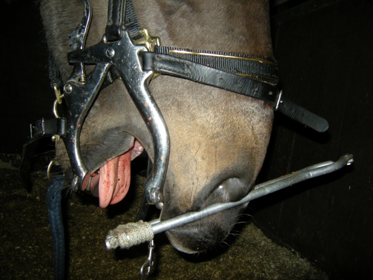 How NOT to take a horse's temperature!
