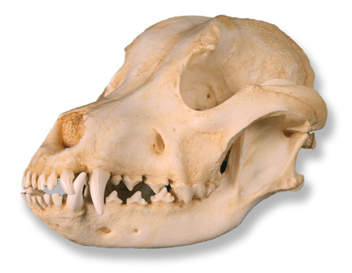 Pit Bull Skull