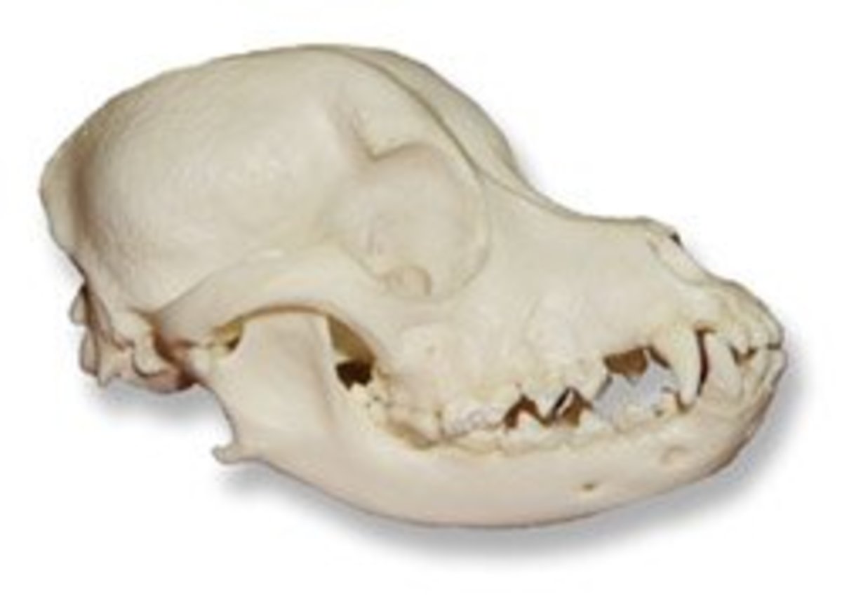 Cocker Spaniel Skull